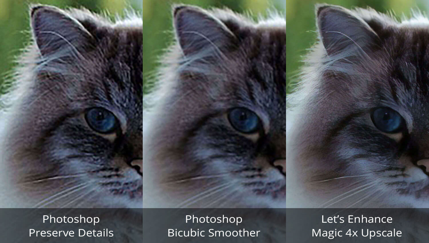 cat-side-by-side-comparison-1500x850